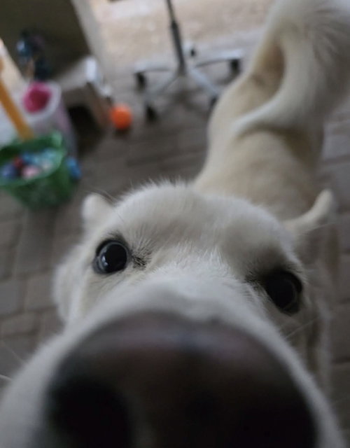Photo 3 of LUNA #15