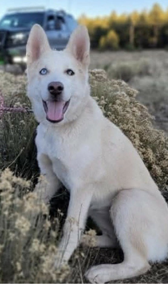 Luna #15, Husky