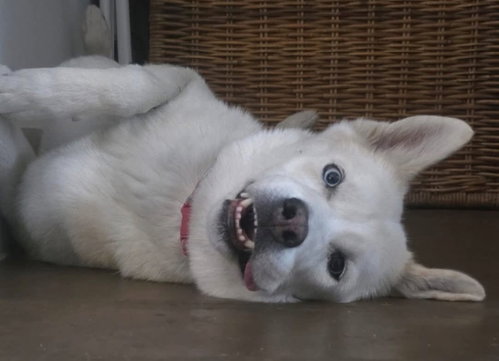 Photo 2 of LUNA #15