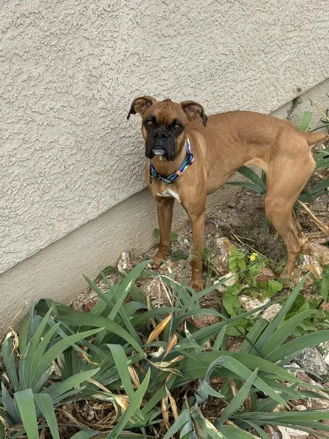Bella image 3
