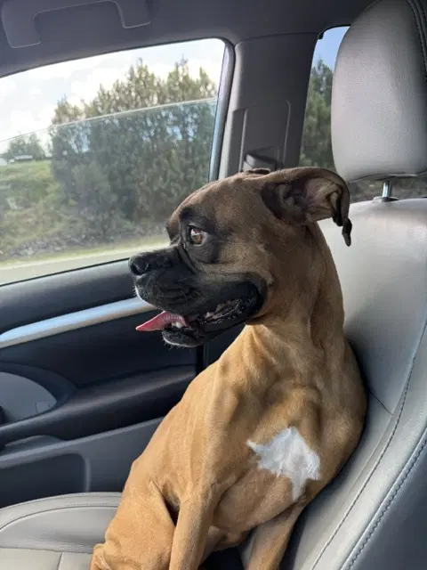Bella image 2