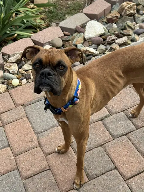 Bella image 1