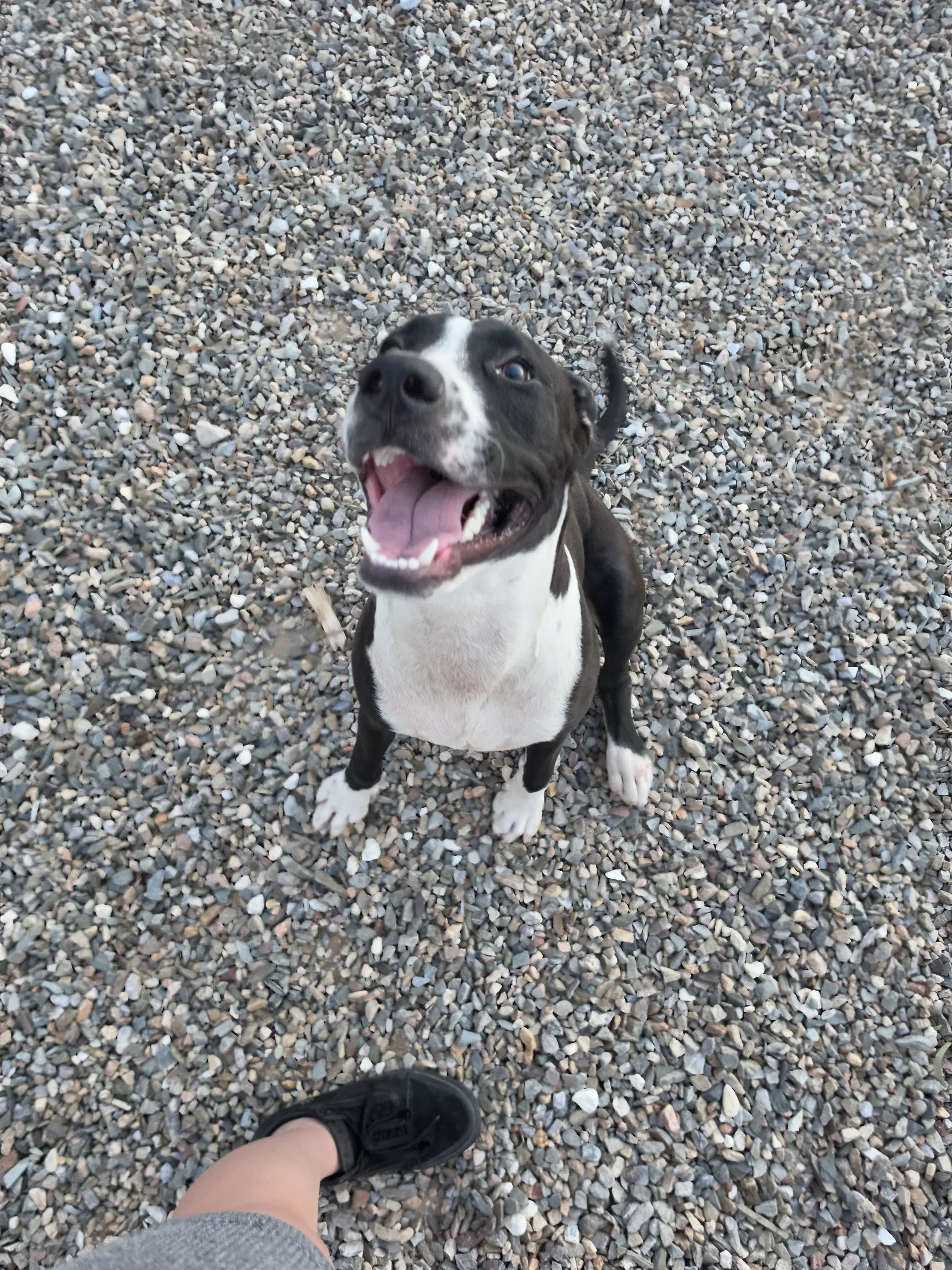 Onyx - American Pit Bull Terrier