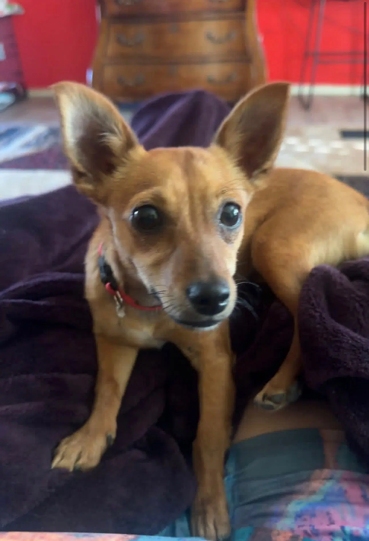 Nugget image 2