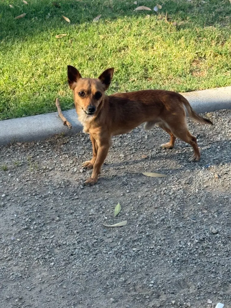 Nugget - Dachshund