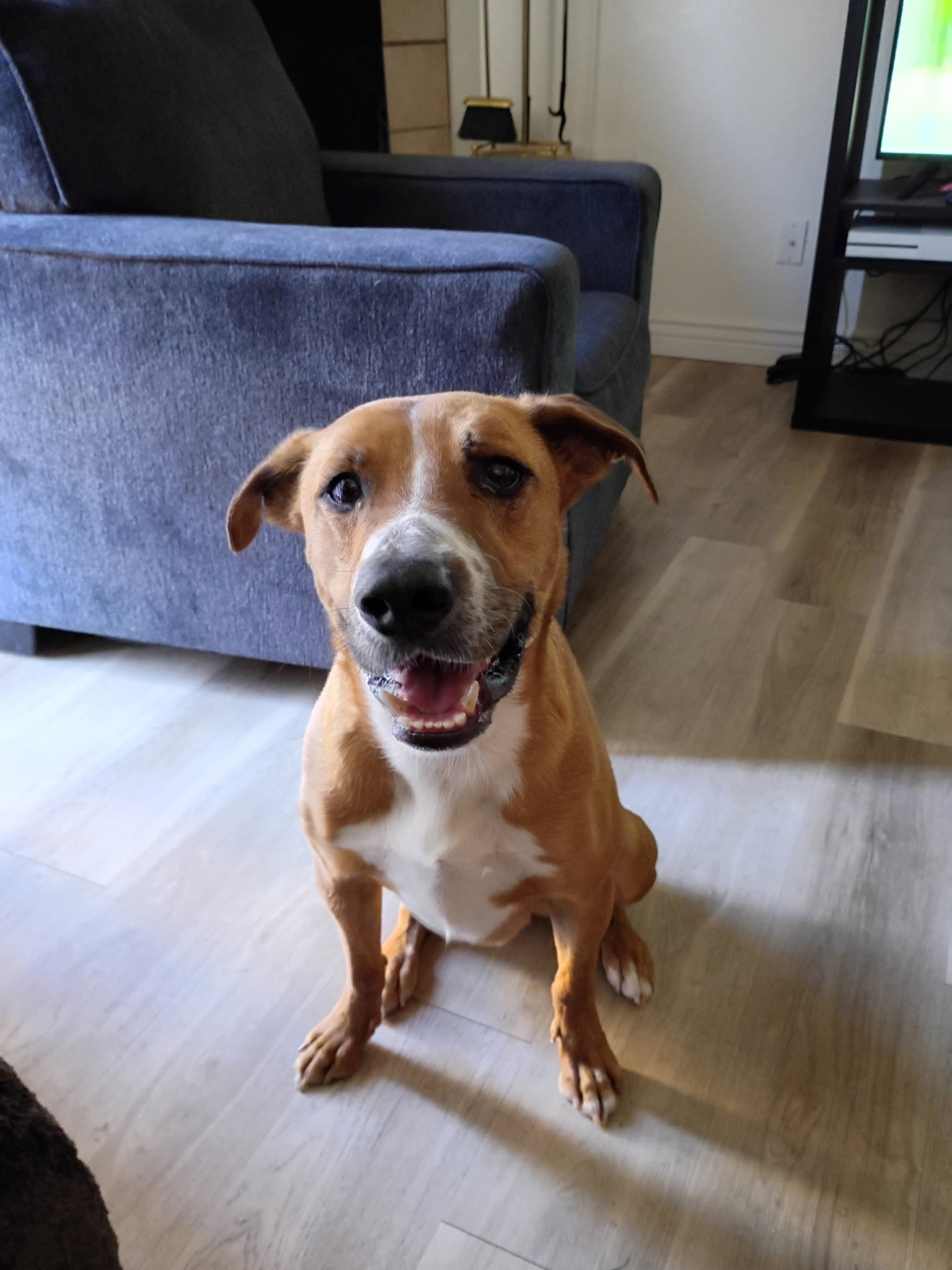 Toretto, Redbone Coonhound