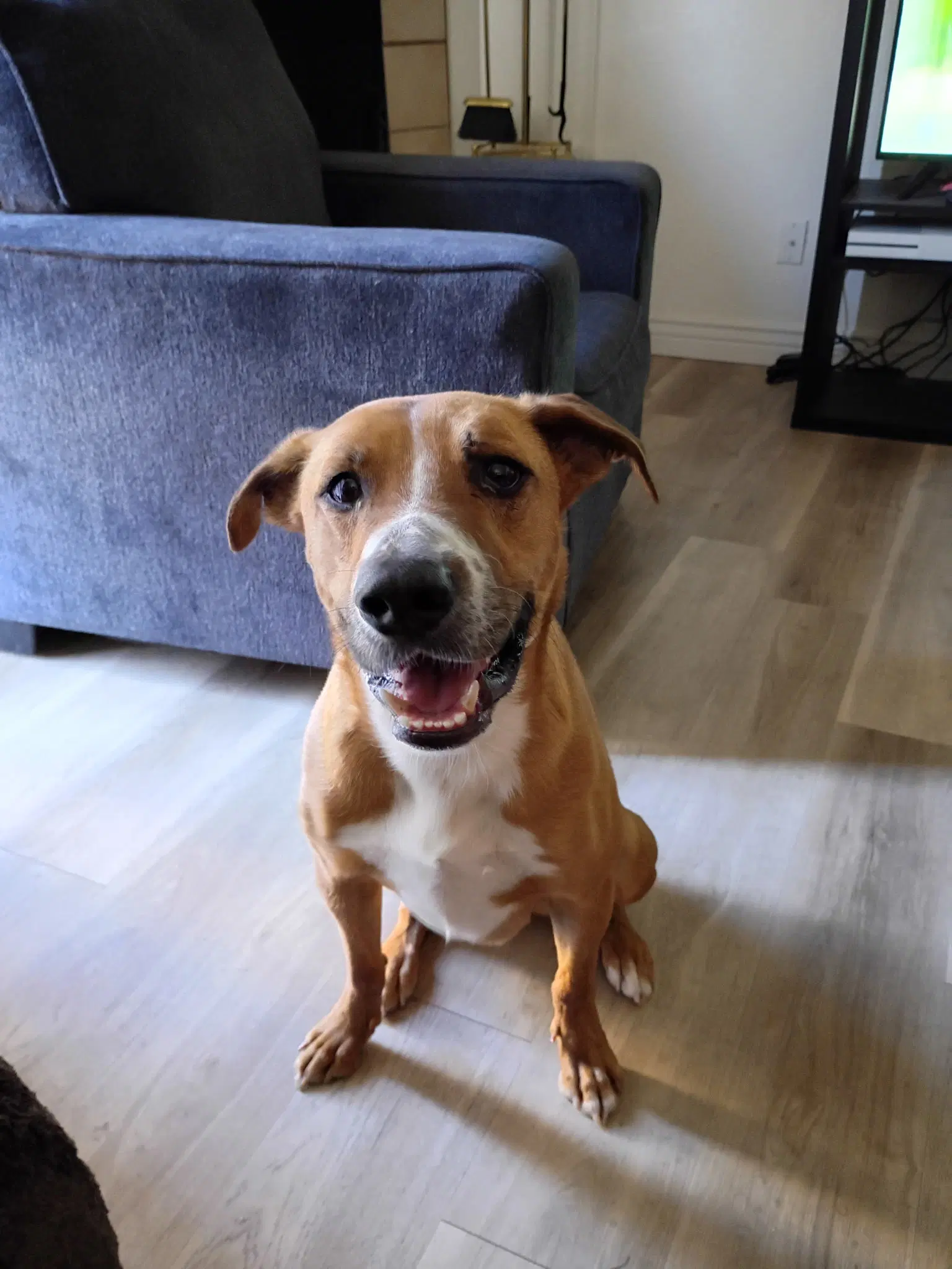 Toretto - Redbone Coonhound