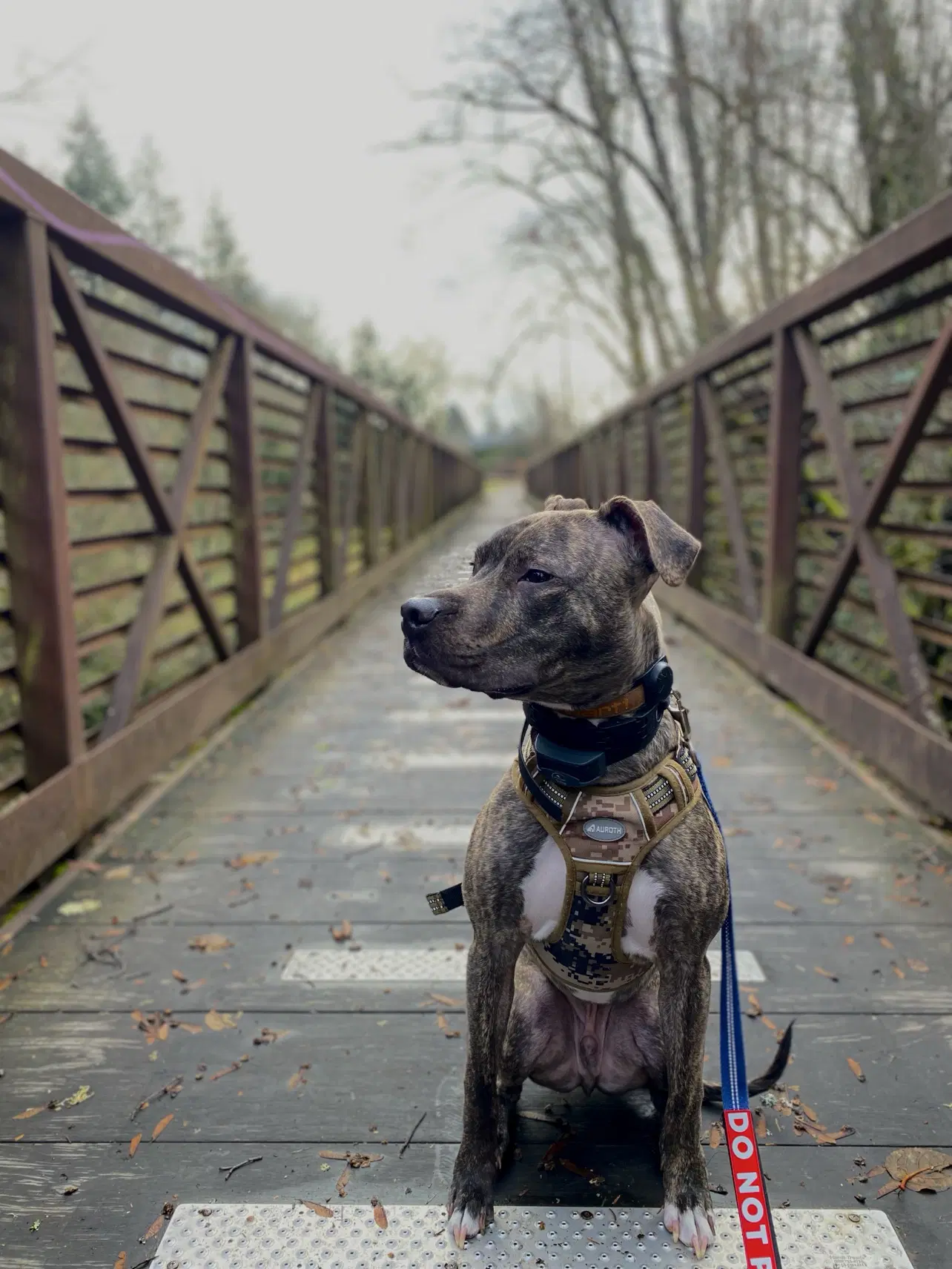 Zeus - Pit Bull Terrier