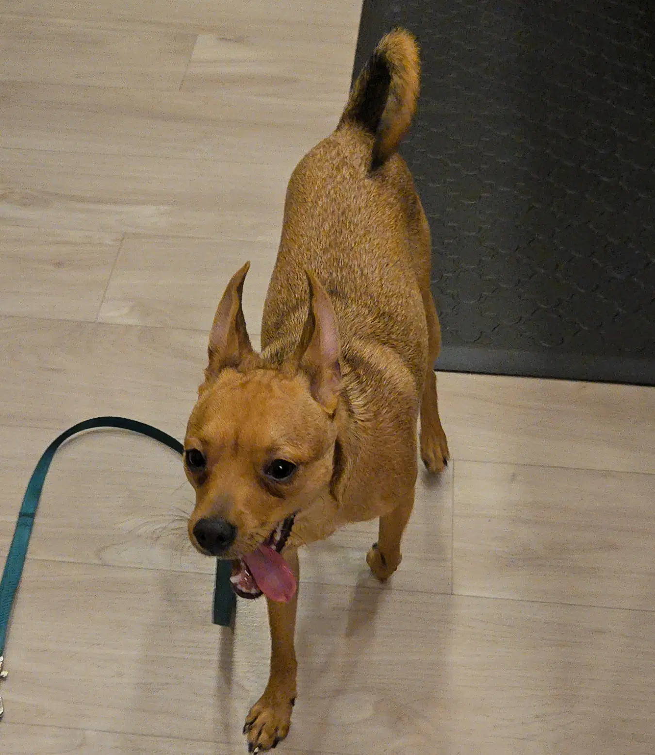 Buster image 3