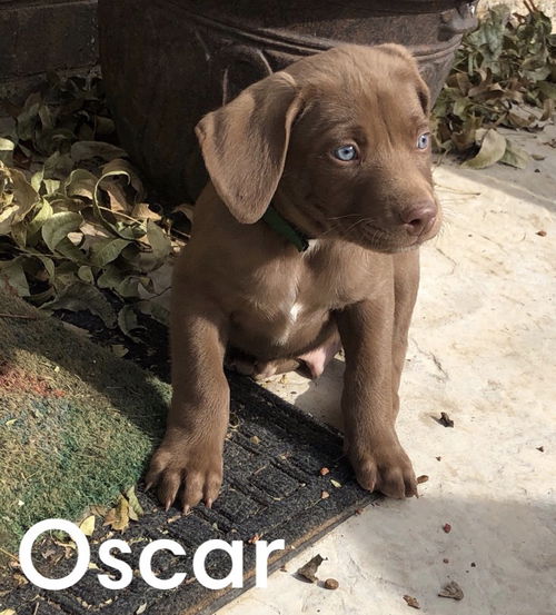 Oscar