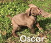 Oscar