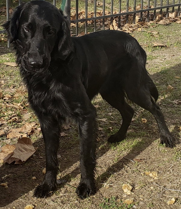 River the “Flattie”
