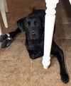 Remi