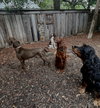 Ella Mae Roo - Photo 5