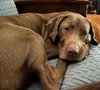 Ella Mae Roo - Photo 10