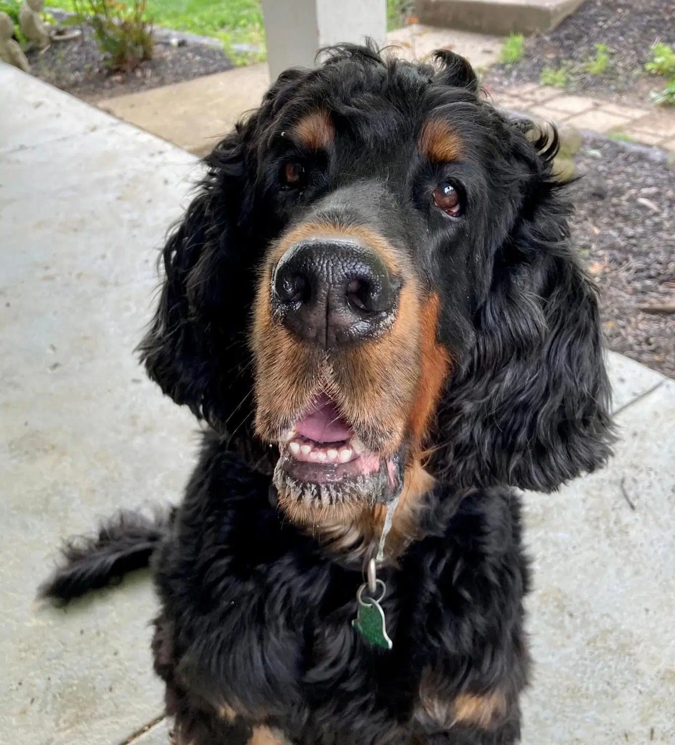 Good Time Charlie - Gordon Setter