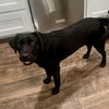 Lilly