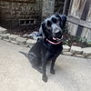 Lilly