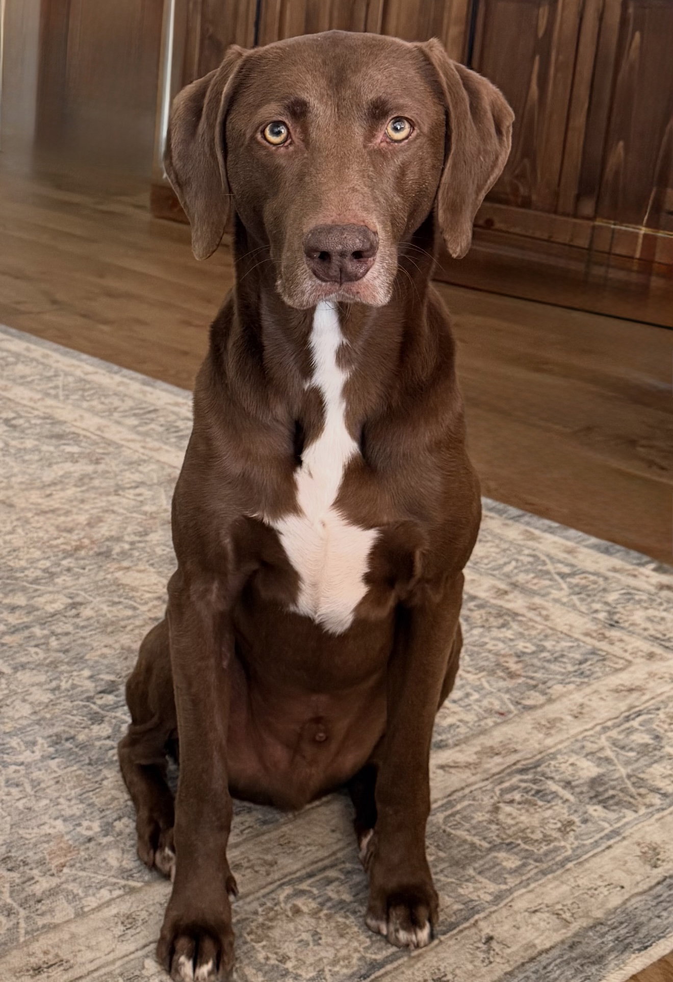 Codi