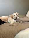 Bell - Photo 5