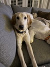 Bell - Photo 7