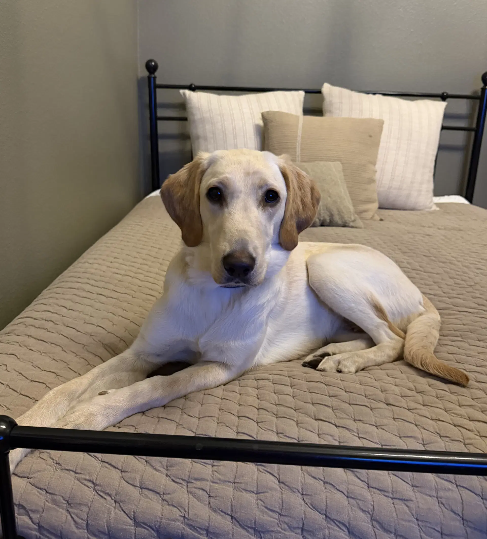 Belle - Labrador Retriever