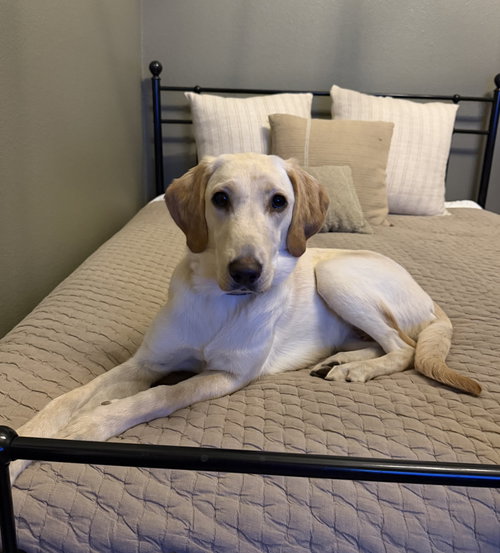 Belle, an adoptable Labrador Retriever in Denton, TX