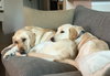 Belle - Photo 5