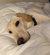 Belle - Photo 6