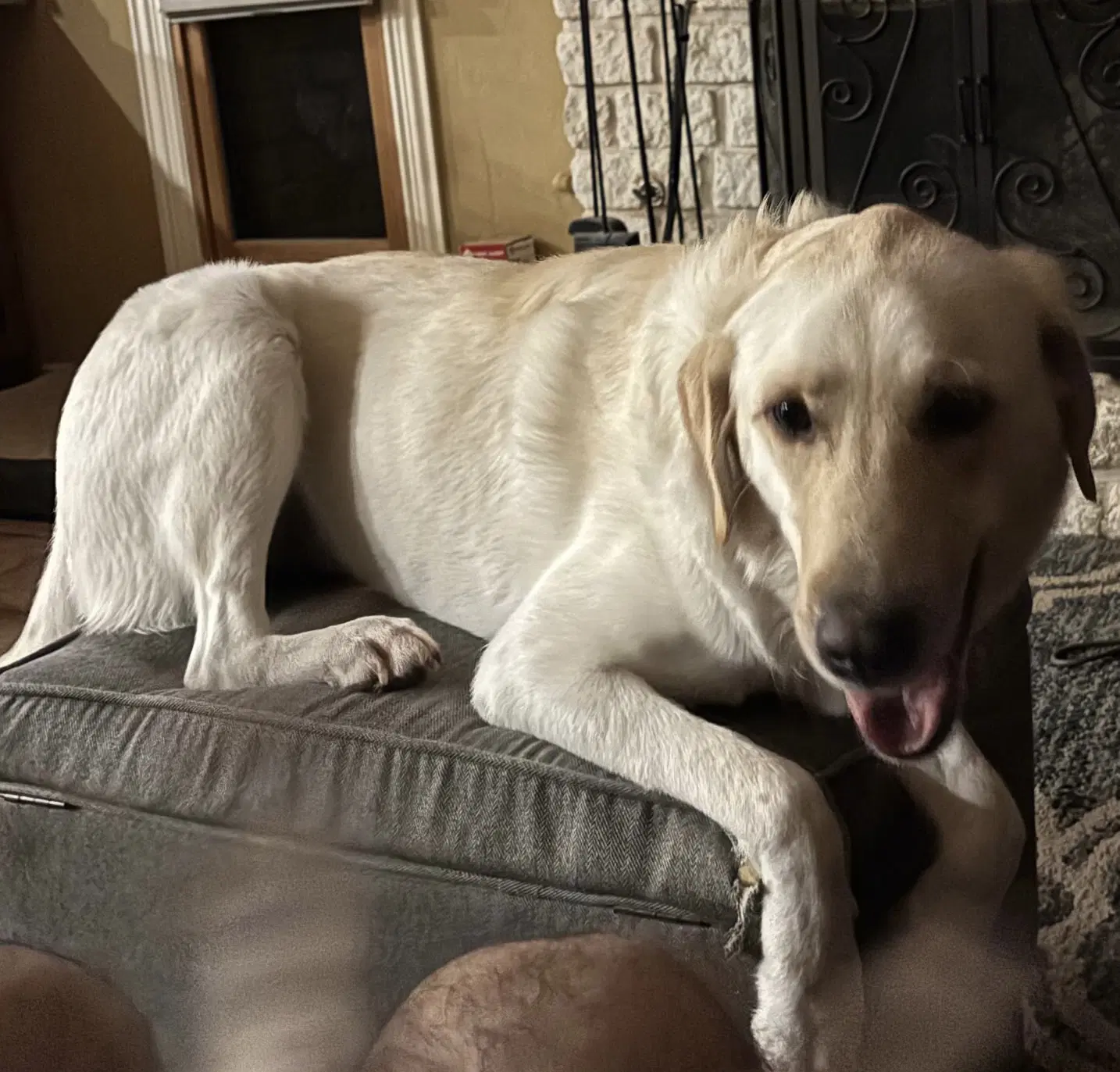 January - Labrador Retriever