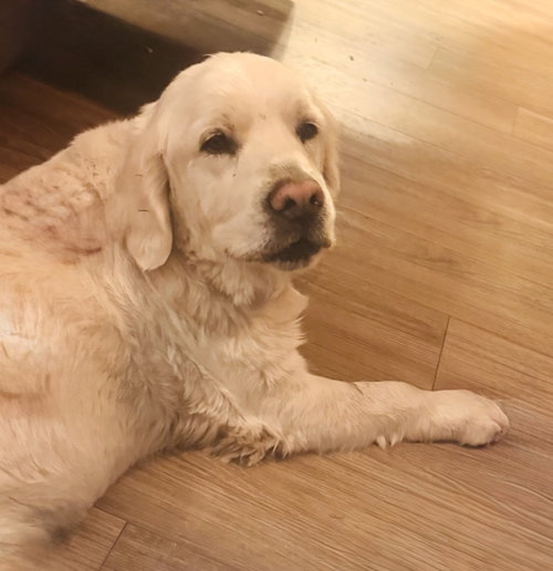 Duke, an adoptable Golden Retriever in Denton, TX