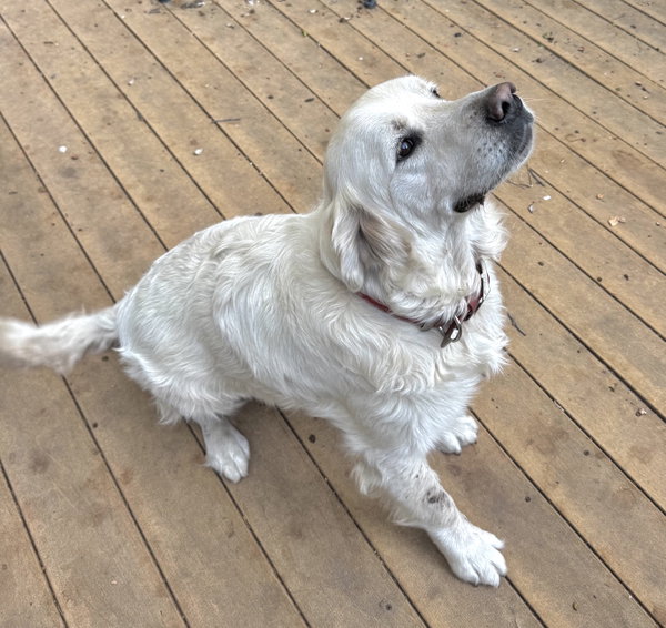 Duke