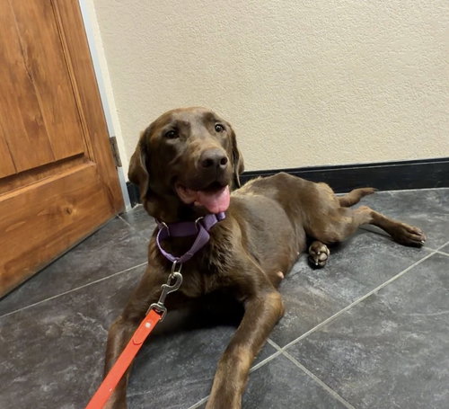 Harper, an adoptable Labrador Retriever in Denton, TX