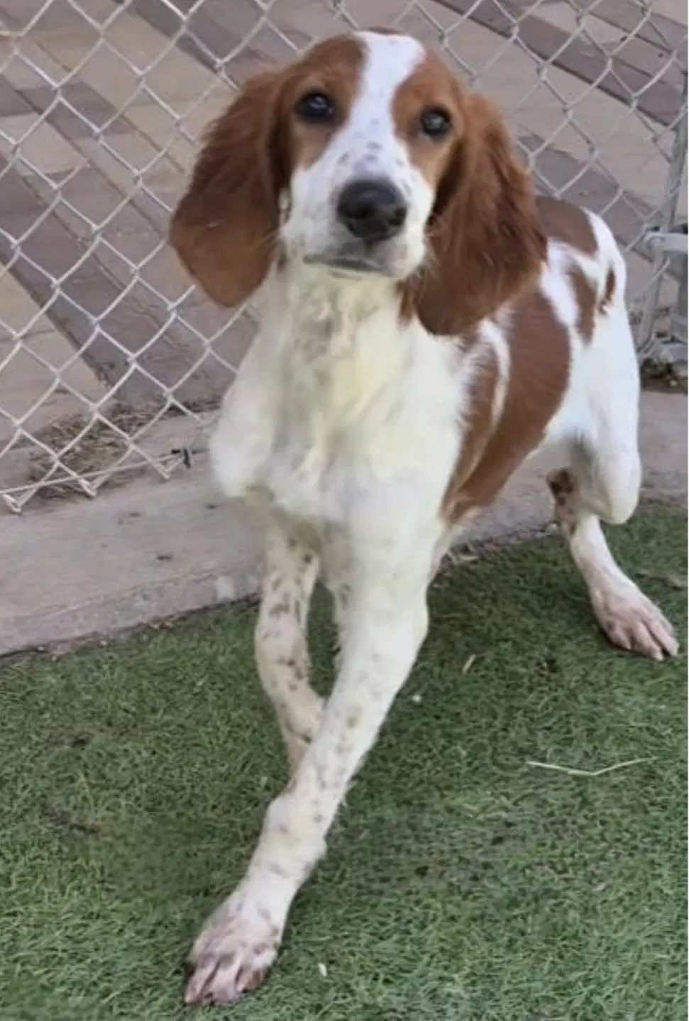 Shandy - Irish Setter