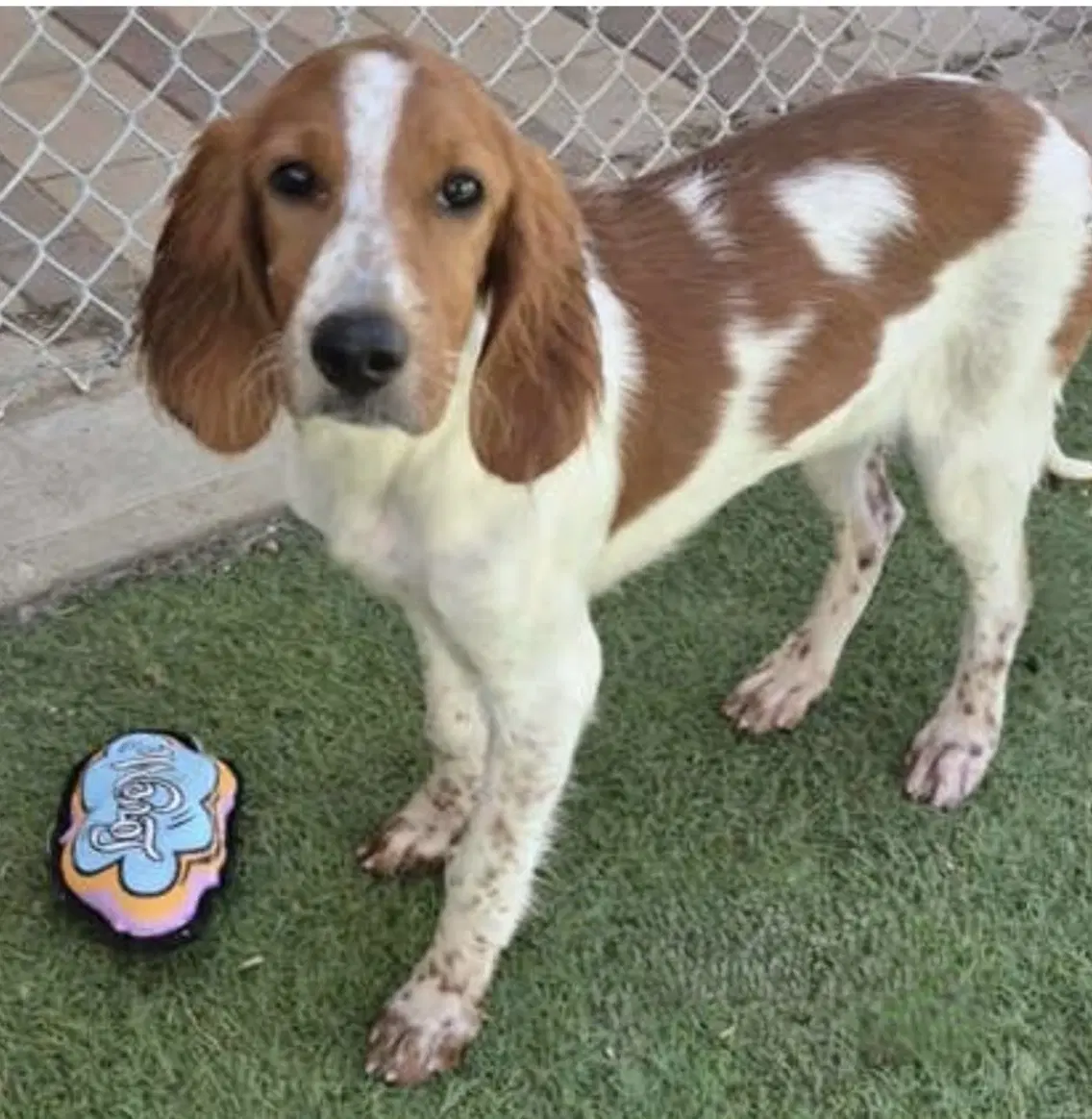 Caley - Irish Setter