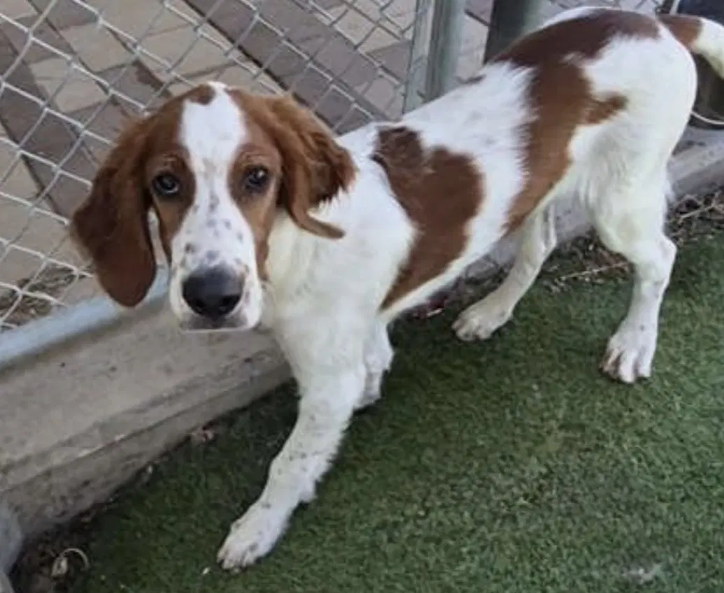 Declan - Irish Setter