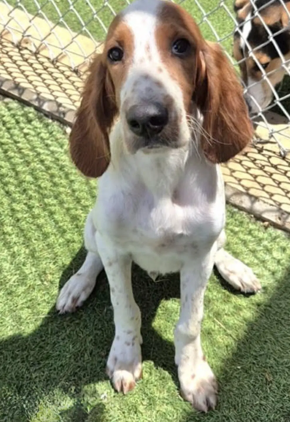 Finnegan - Irish Setter