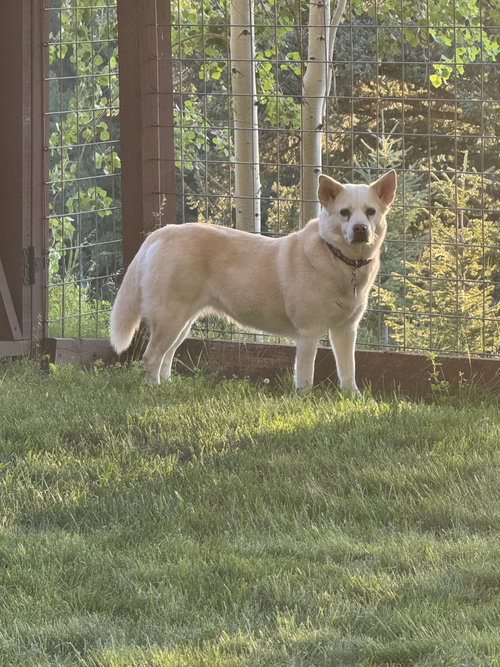 Foxy, photo 2