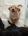 Puppy 1 - Orange
