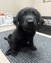 Puppy 3 - Lime Green