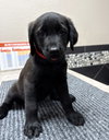 Puppy 4 - Red