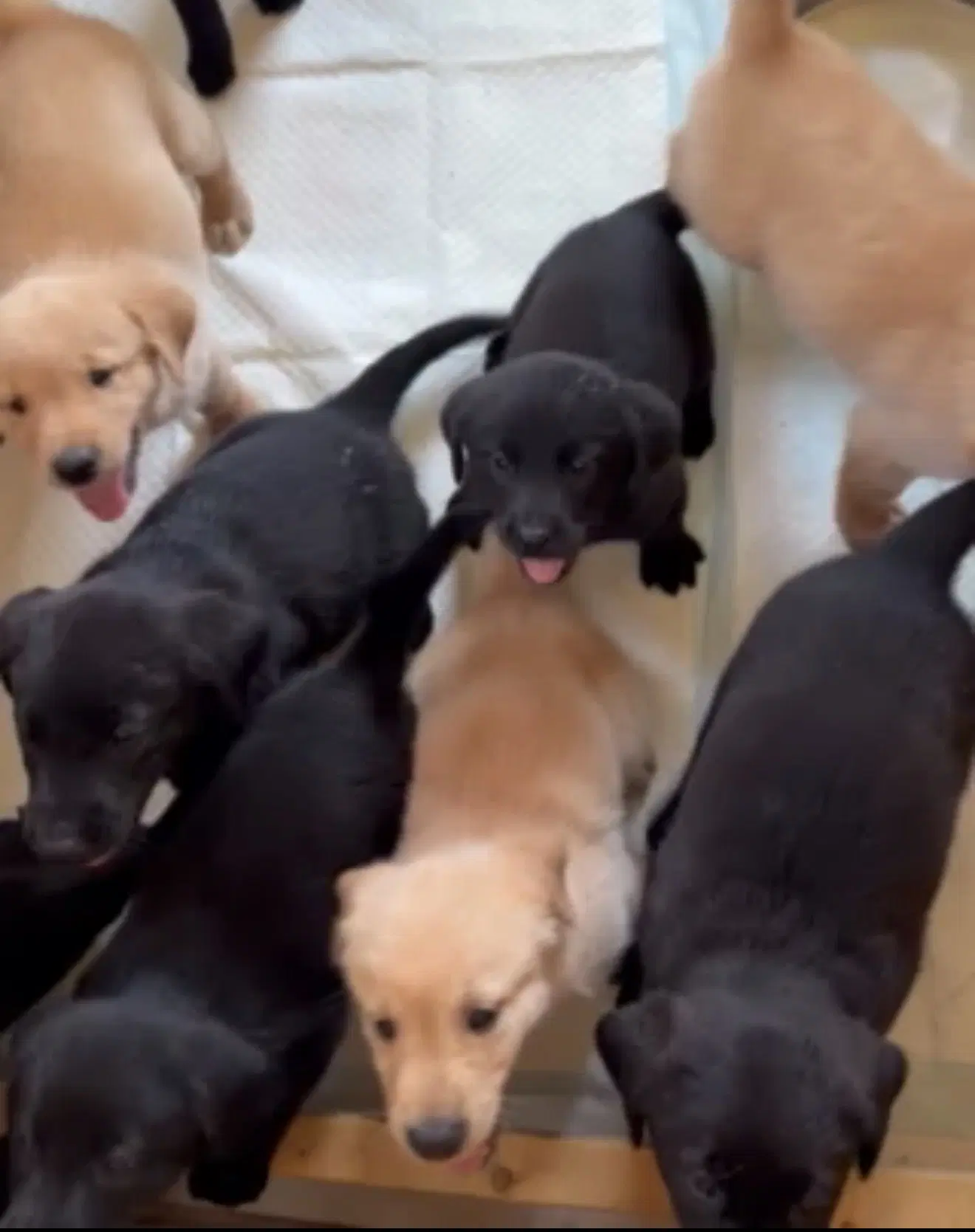 Puppy image 4