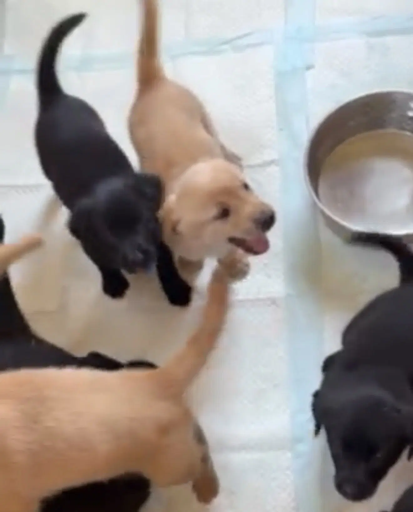 Puppy image 3