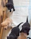 Puppy 7 - Turquoise