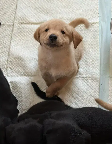 Puppy - Golden Retriever