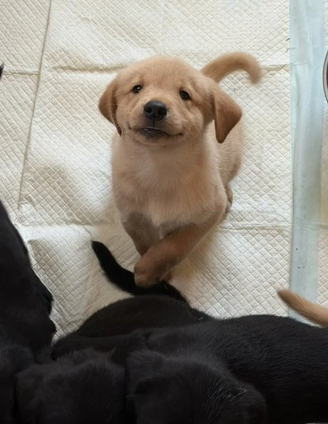 Puppy