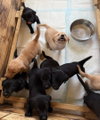 Puppy 7 - Turquoise