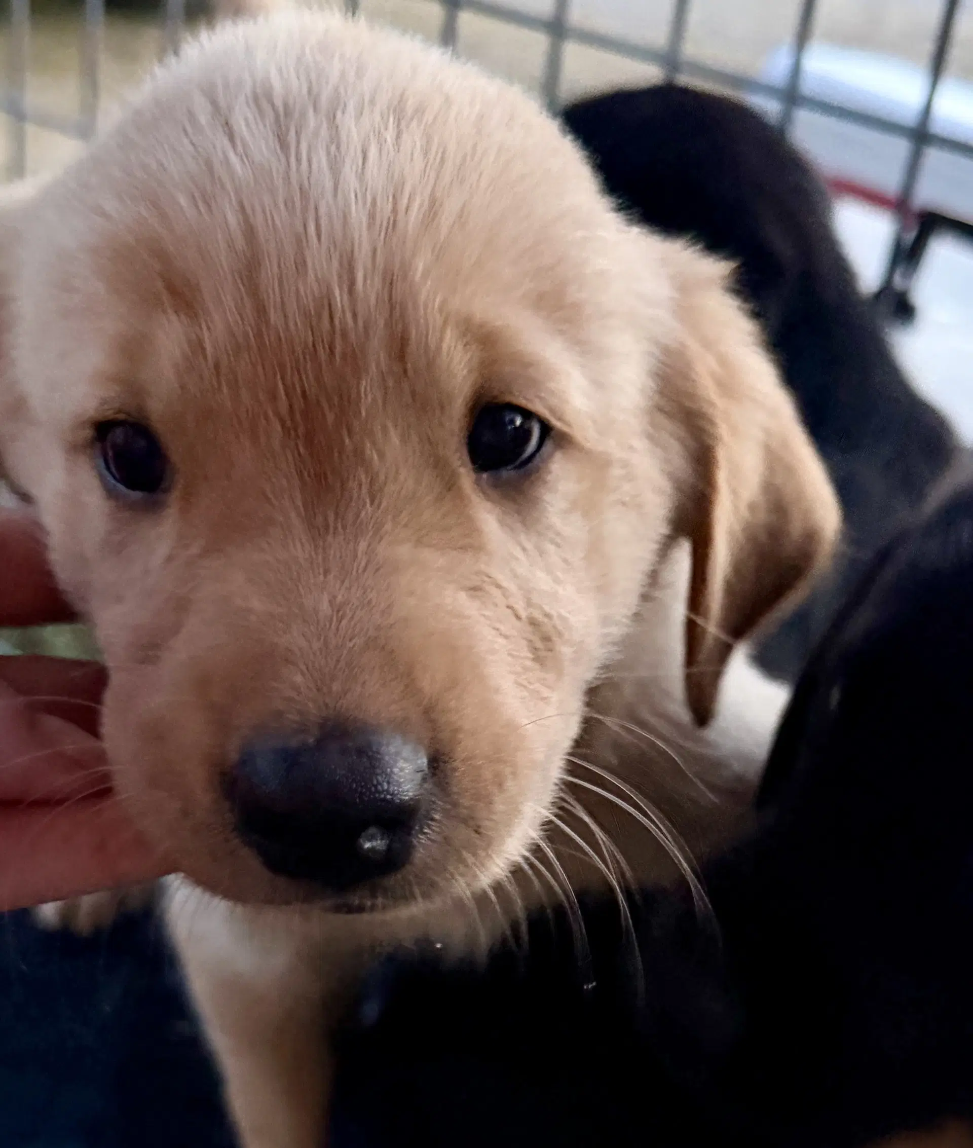 Puppy image 2