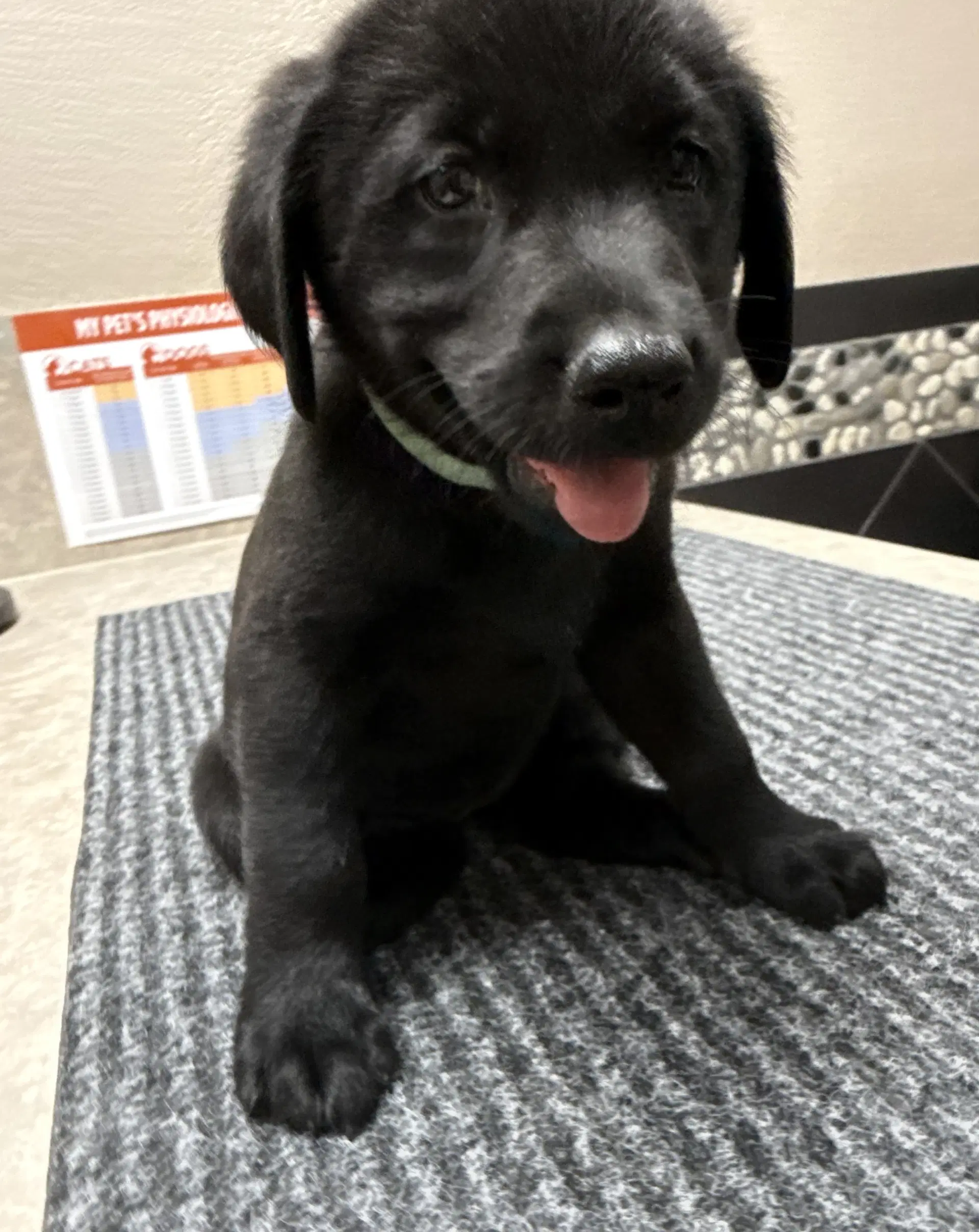 Puppy - Labrador Retriever