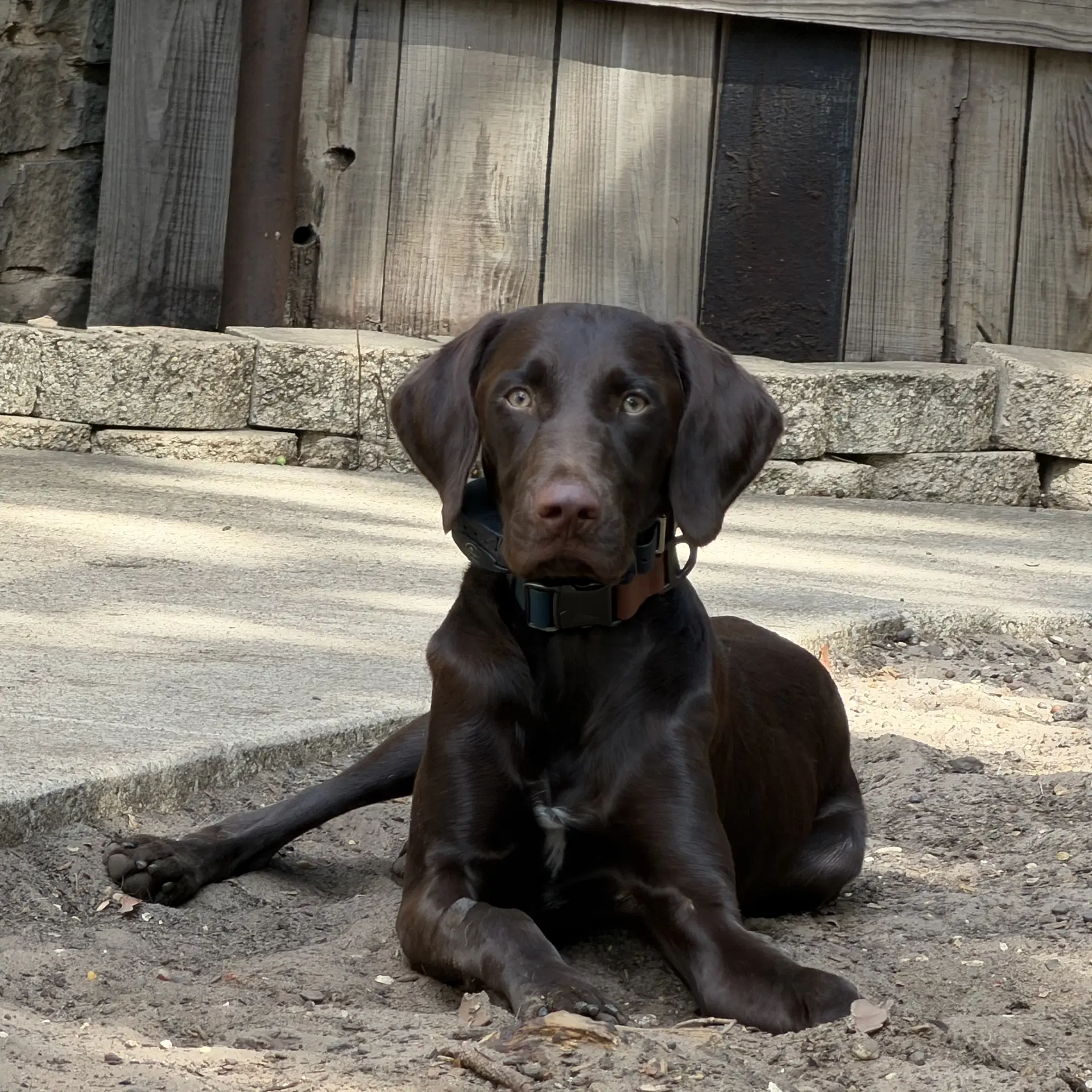 Murphy - German Shorthaired Pointer